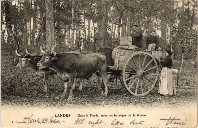 Carte postale ancienne Landes Dans la Foret France