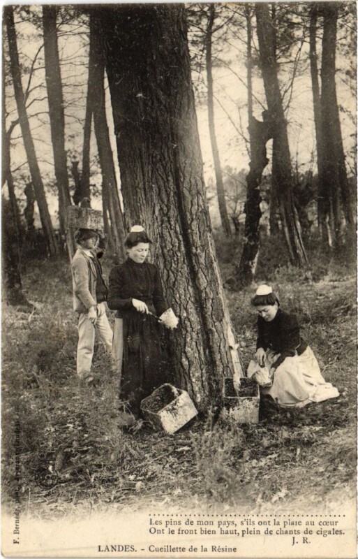 Carte postale ancienne Landes Cueillette de la Resine France
