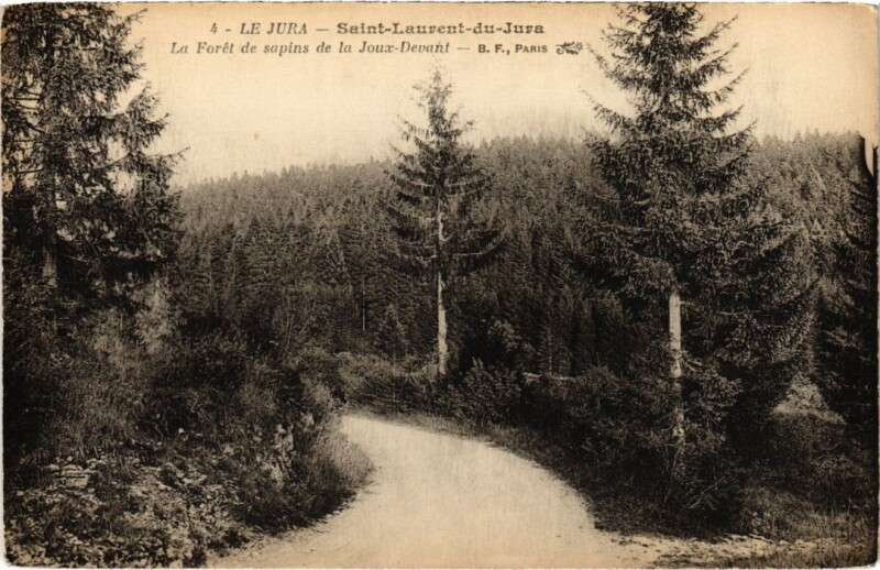 Carte postale ancienne St Laurent Foret de sapins de la Joux Devant