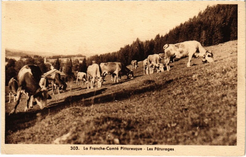 Carte postale ancienne Les Paturages