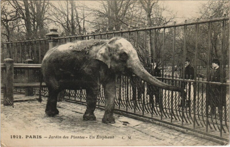 Carte postale ancienne Paris 5e Jardin des Plantes Elephant