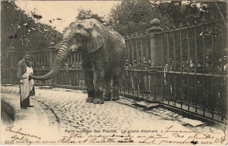 Carte postale ancienne Paris 5e Jardin des Plantes Elephant
