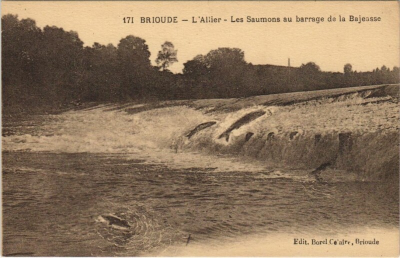 Carte postale ancienne Brioude L'Allier - Les Saumons au Barrage de la Bajeasse