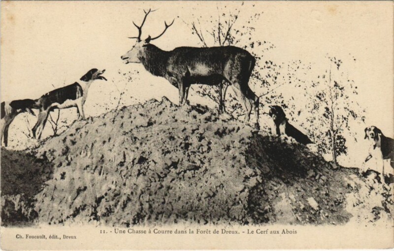 Carte postale ancienne Dreux Le Cerf aux Abois France à Dreux