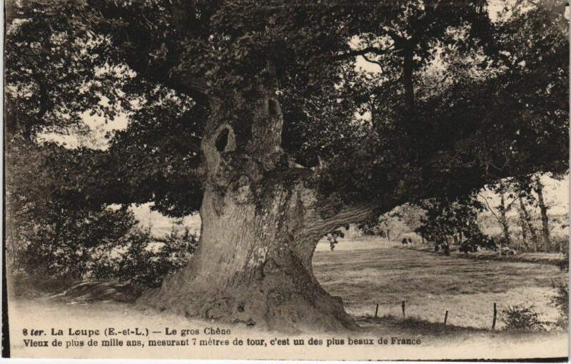 Carte postale ancienne La Loupe Le gros Chene France à La Loupe