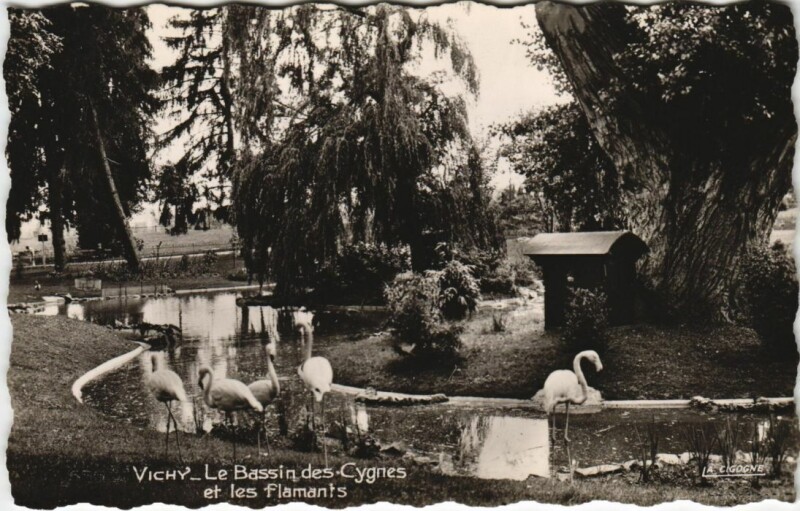 Carte postale ancienne Vichy Le Bassin des Cygnes et les flamants à Vichy