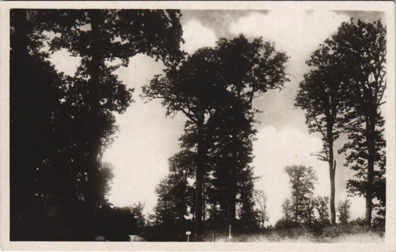 Carte postale ancienne Foret de Troncais Chenes