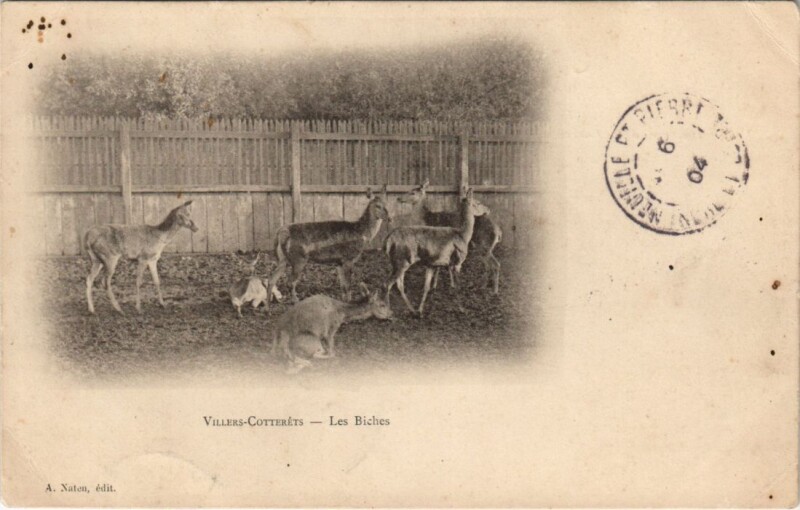 Carte postale ancienne Villers-Cotterets Les biches
