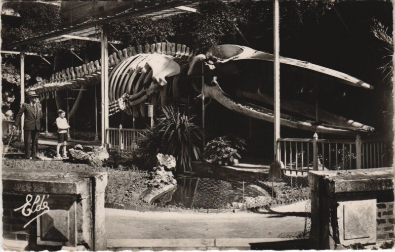 Carte postale ancienne Luc-sur-Mer Cote de Nacre - La Baleine au Jardin Public à Luc-sur-Mer