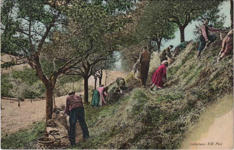 Carte postale ancienne Working on the Fields