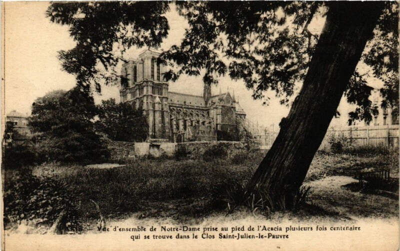 Carte postale ancienne Paris 4e Vue prise de Notre Dame prise au pied de l'Acacia à Paris 4e