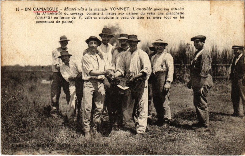 Carte postale ancienne En Camargue - Muselado a la Manade Yonnet