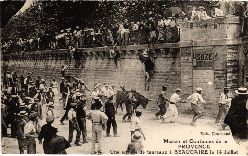 Carte postale ancienne Beaucaire Une Arrivee de Taureaux