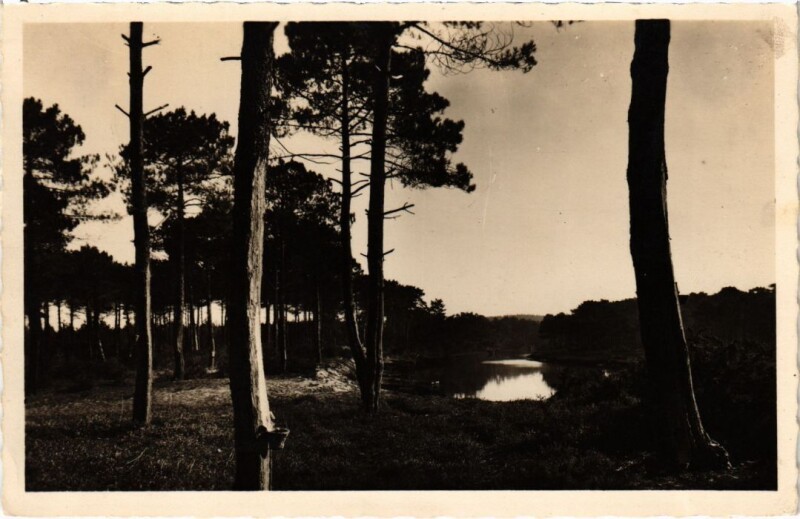 Carte postale ancienne Mimizan les Bains Le Courant et la Foret à Mimizan