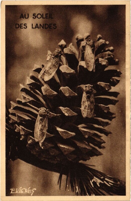 Carte postale ancienne Au Soleil des Landes France