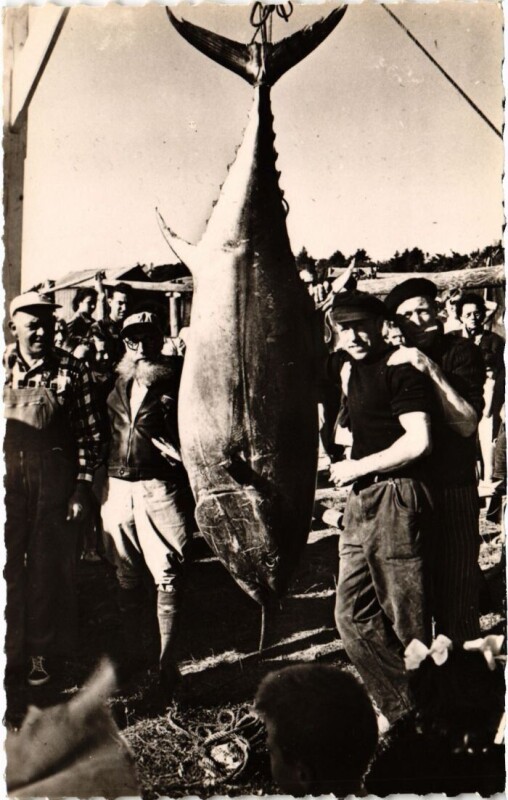 Carte postale ancienne Lannion Thon de 191 Kilos - Record de France - 1950 à Lannion
