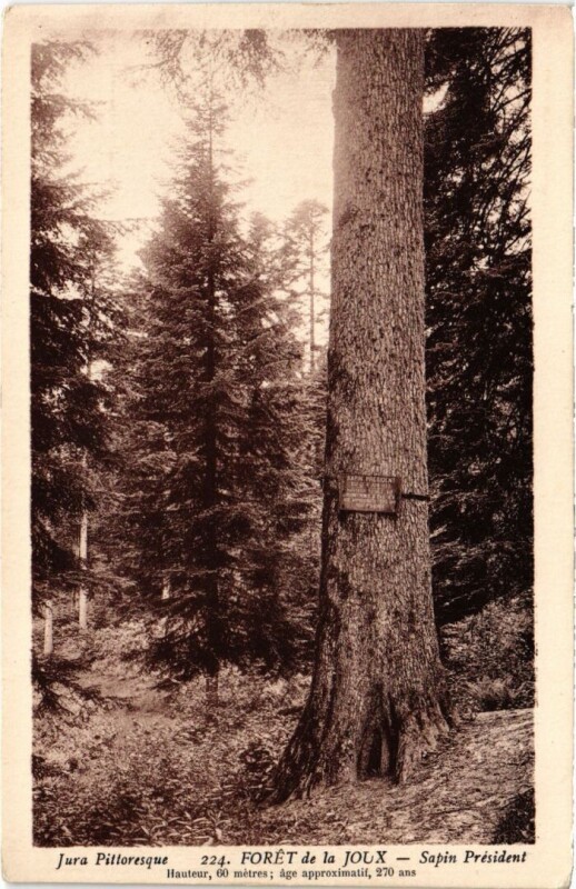 Carte postale ancienne Foret de la Joux