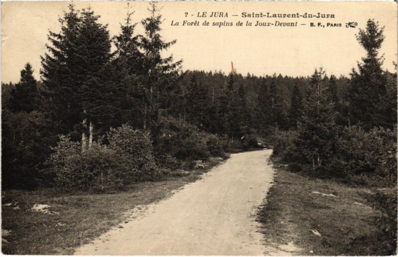Carte postale ancienne St Laurent Foret de sapins de la Joux Devant