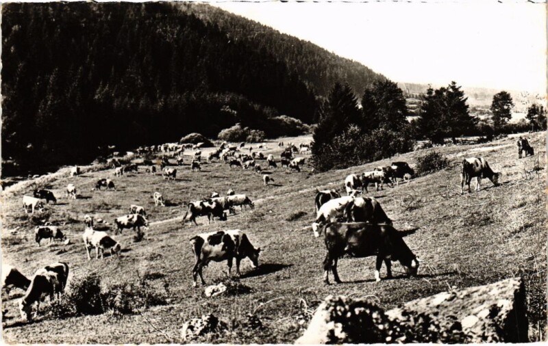 Carte postale ancienne Les Paturages du Haut-Jura