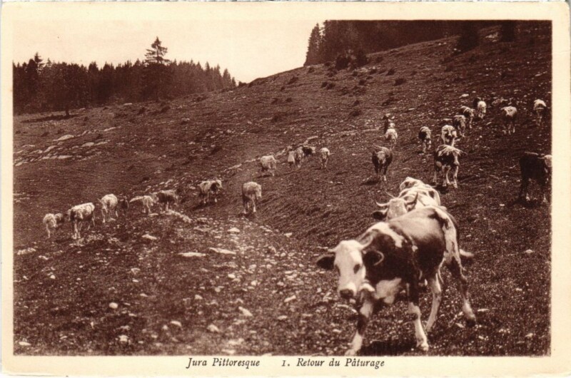 Carte postale ancienne Retour du Paturage