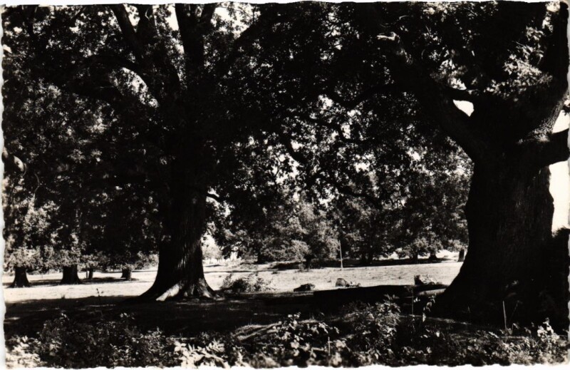 Carte postale ancienne Oussieres Les Chenes