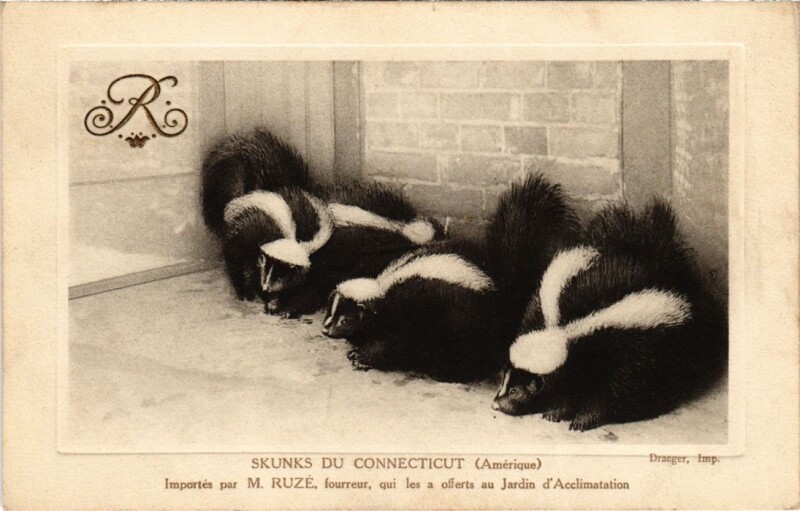Carte postale ancienne Jardin d'Acclimatation - Skunks du Connecticut à Neuilly-sur-Seine