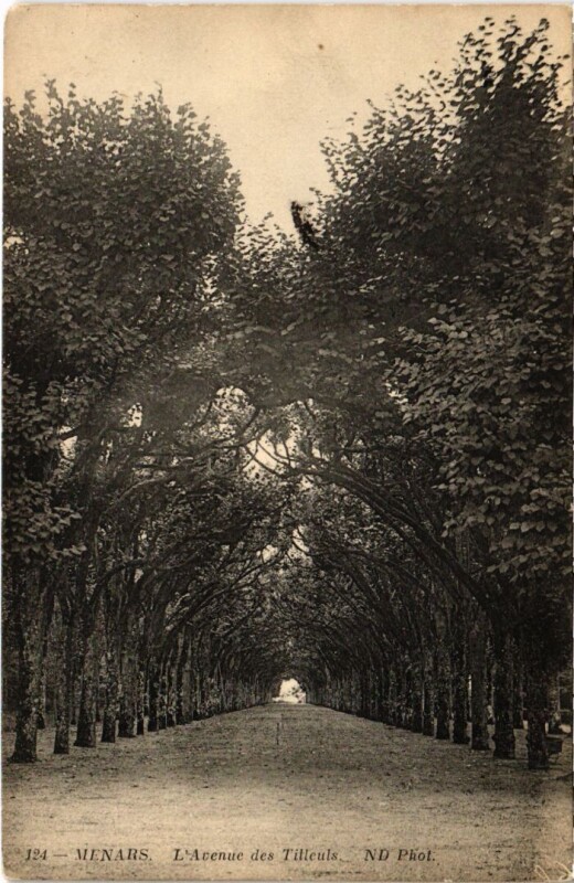 Carte postale ancienne Menars L'Avenue des Tilleuls France à Menars