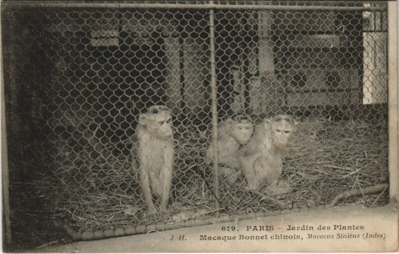 Carte postale ancienne Paris 5e Jardin des Plantes Macaque
