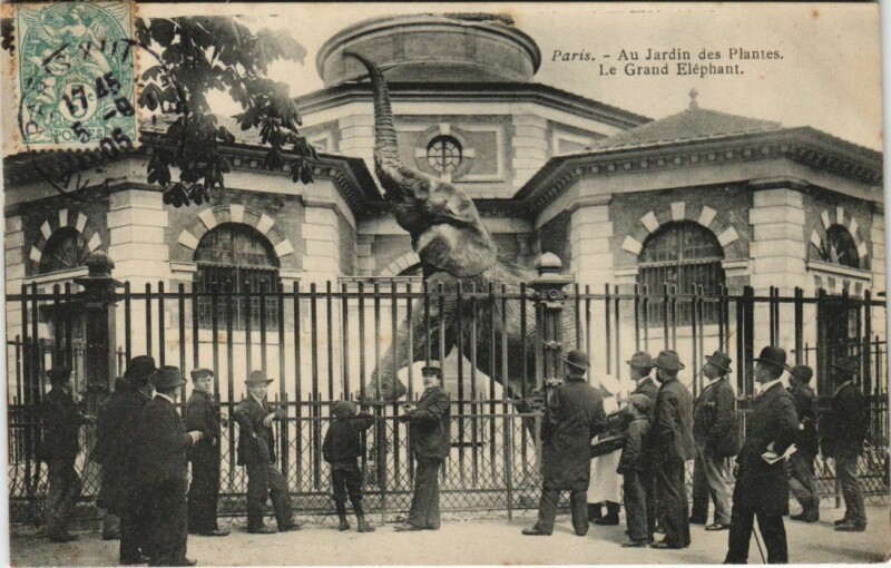 Carte postale ancienne Paris 5e Jardin des Plantes Elephant