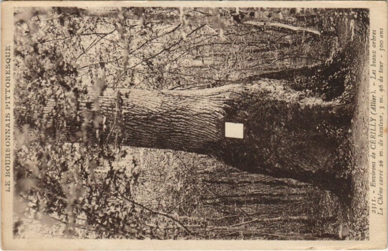 Carte postale ancienne Cerilly Environs - Les Beaux Abres