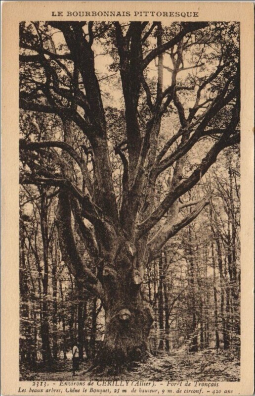 Carte postale ancienne Cerilly Environs - Foret de Troncais - Les Beaux Arbres