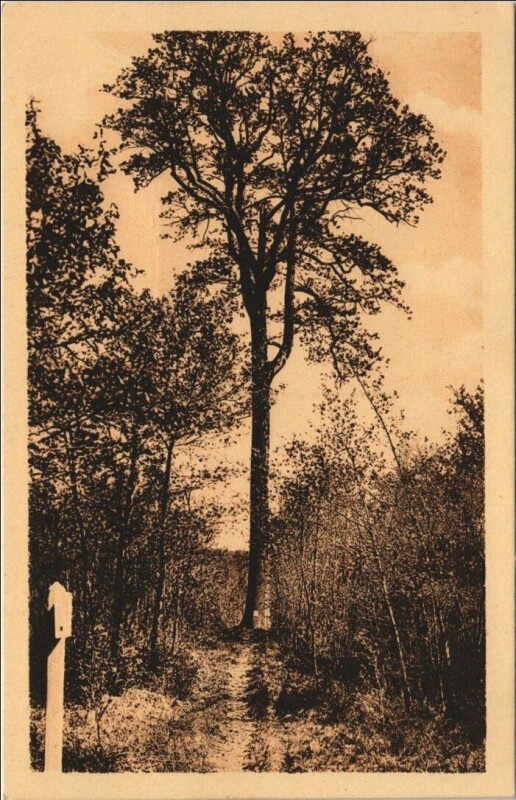 Carte postale ancienne Foret de Troncais - Le Chene Jacques