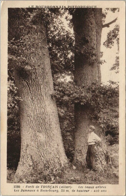 Carte postale ancienne Foret de Troncais - Les Beuax Arbres