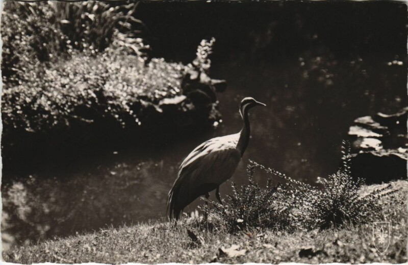 Carte postale ancienne Vichy Dans le Parc à Vichy