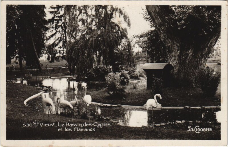 Carte postale ancienne Vichy Bassin des Cygnes et les flamands à Vichy