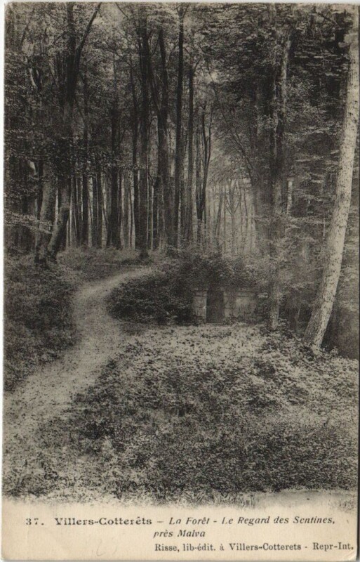 Carte postale ancienne Villers-Cotterets La foret