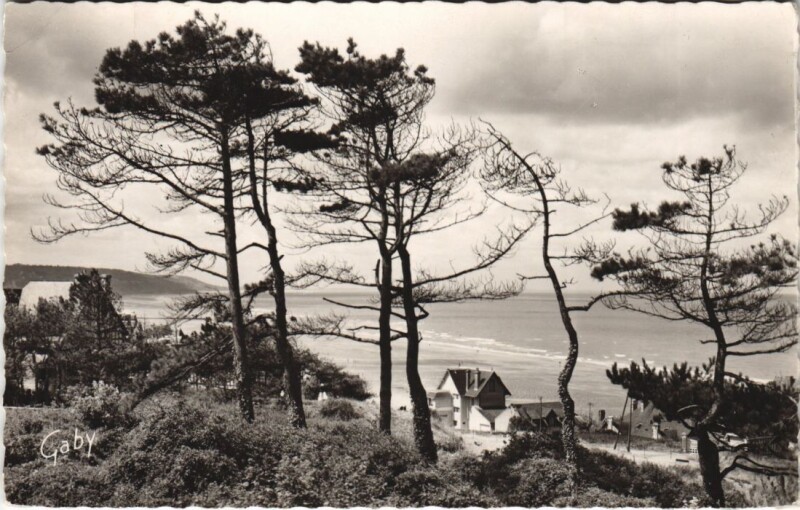 Carte postale ancienne Blonville-sur-Mer La Cote a Travers les Sapins à Blonville-sur-Mer