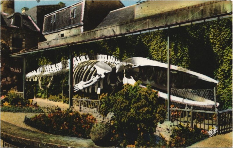 Carte postale ancienne Luc-sur-Mer Le Aquelette de la Baleine à Luc-sur-Mer
