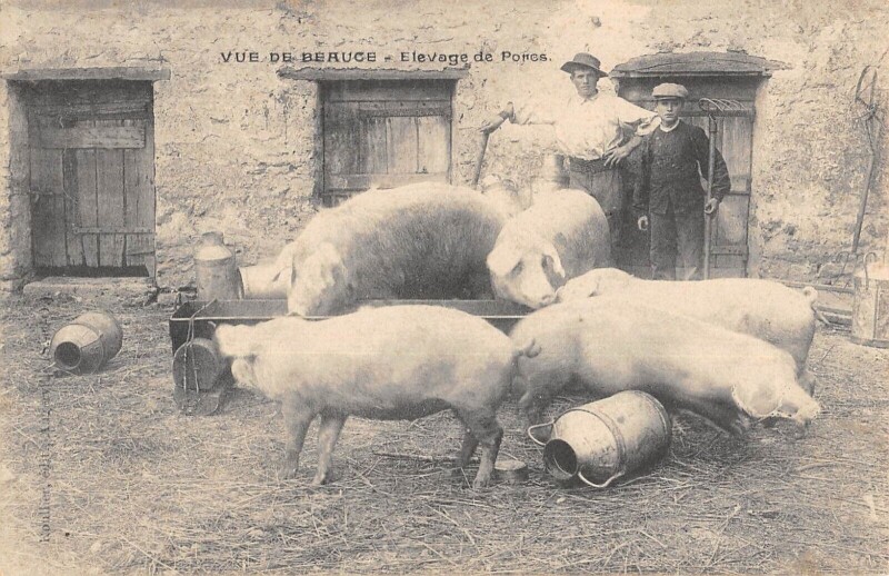 Carte postale ancienne Vue De Beauce Elevage De Porcs / Cochon / cpa rare