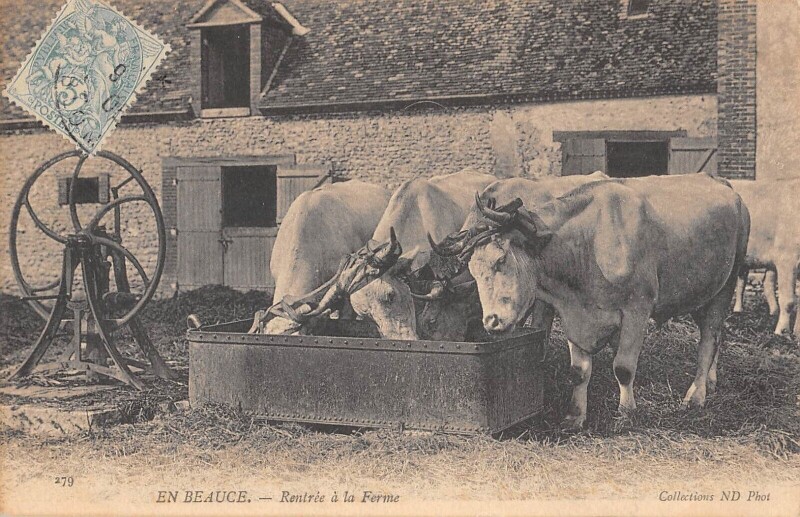 Carte postale ancienne En Beauce Rentree A La Ferme / Vaches