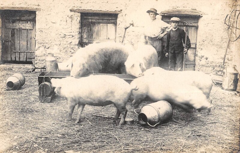Carte postale ancienne Carte Photo D'Une Vue De Beauce - Elevage De Porcs - Agriculture - Rare