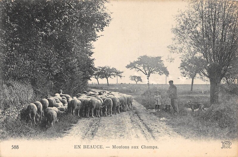 Carte postale ancienne En Beauce Moutons Aux Champs - Berger