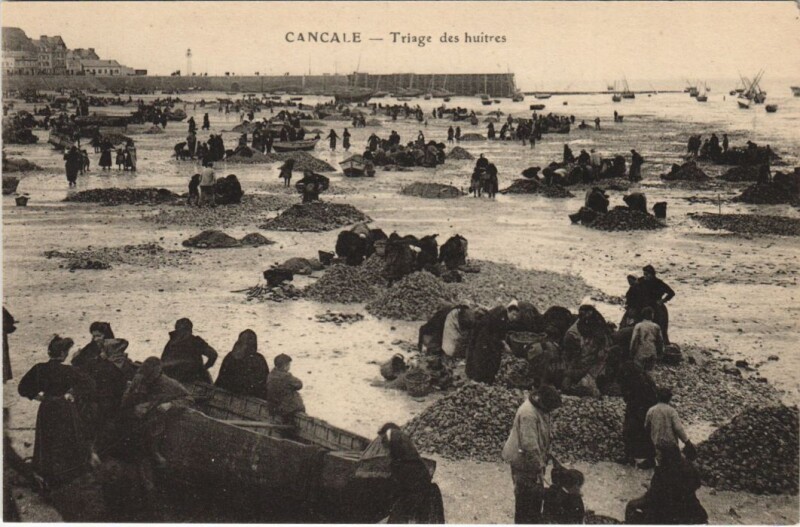 Carte postale ancienne Cancale Triage des Huitres à Cancale