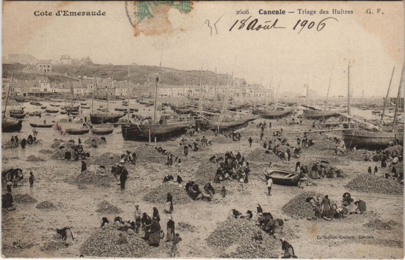 Carte postale ancienne Cancale Triage des Huitres à Cancale