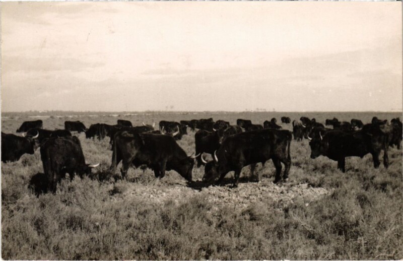 Carte postale ancienne Bulls on the Field - Photo Postcard