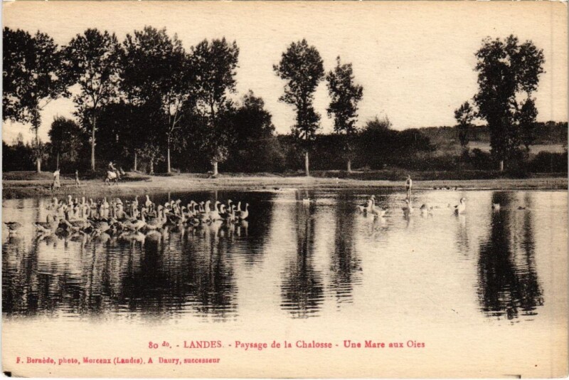 Carte postale ancienne Landes Paysage de la Chalosse France à Losse