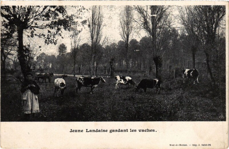 Carte postale ancienne Jeune Landaise gardant les vaches France