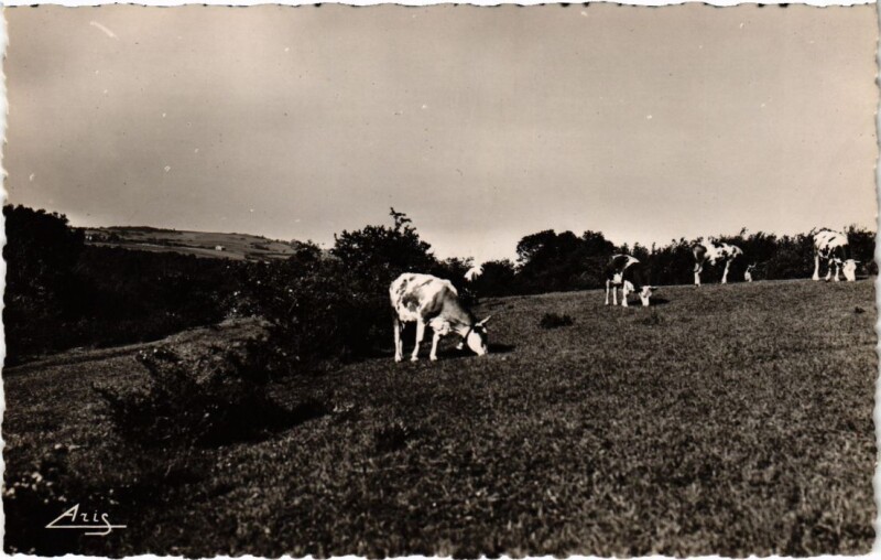 Carte postale ancienne Poligny un paturage à Poligny