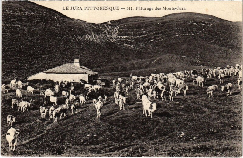 Carte postale ancienne Paturage des Monts Jura