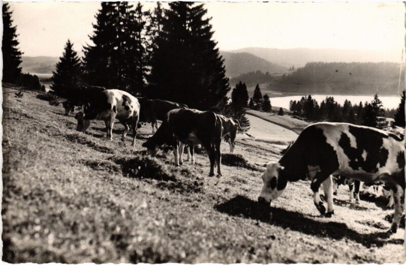 Carte postale ancienne Paturages au Bord du Lac